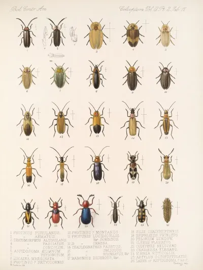 Insecta Coleoptera Pl 094