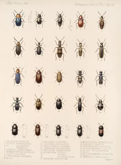 Insecta Coleoptera Pl 095