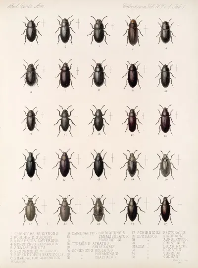 Insecta Coleoptera Pl 096