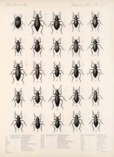 Insecta Coleoptera Pl 099