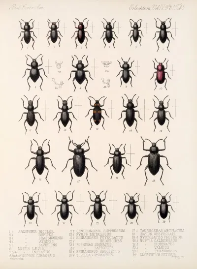 Insecta Coleoptera Pl 100