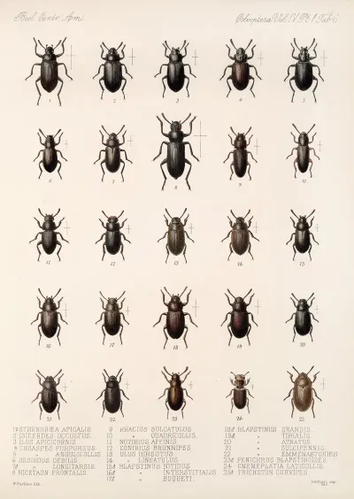 Insecta Coleoptera Pl 101