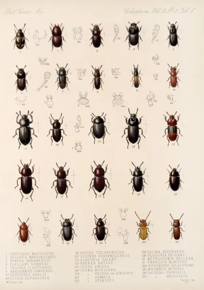Insecta Coleoptera Pl 102