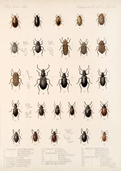 Insecta Coleoptera Pl 105