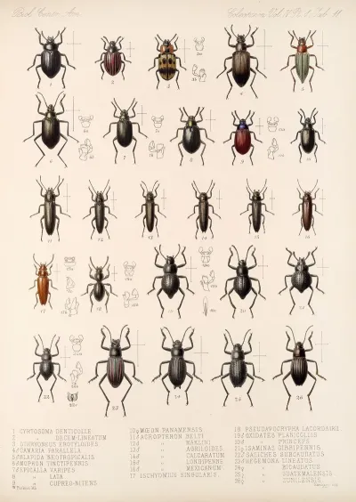 Insecta Coleoptera Pl 106