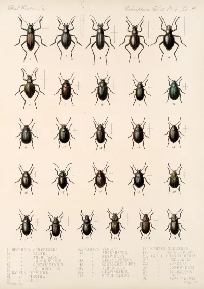 Insecta Coleoptera Pl 107