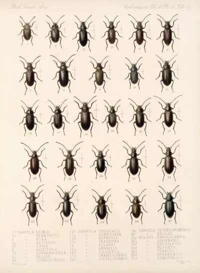 Insecta Coleoptera Pl 108