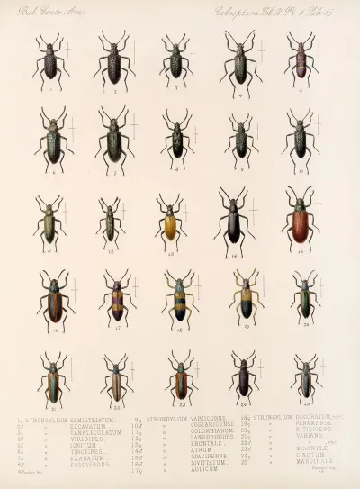 Insecta Coleoptera Pl 110