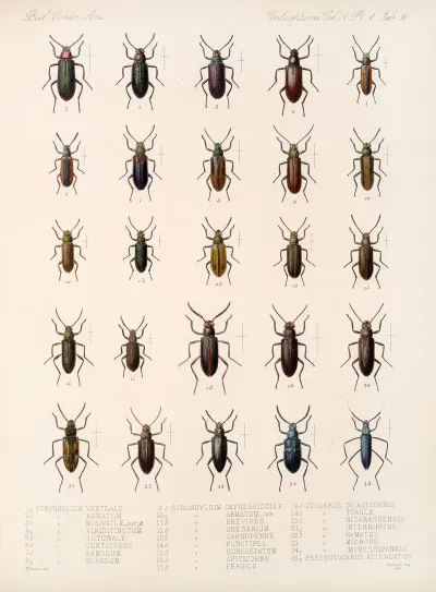 Insecta Coleoptera Pl 111