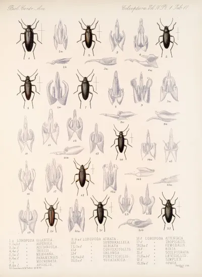 Insecta Coleoptera Pl 112