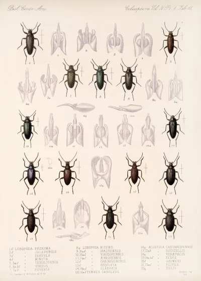 Insecta Coleoptera Pl 113