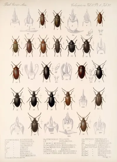 Insecta Coleoptera Pl 115