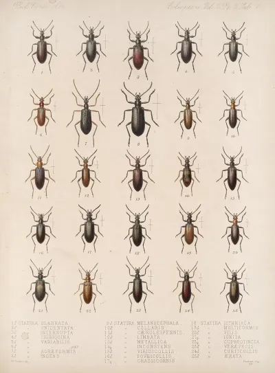 Insecta Coleoptera Pl 119