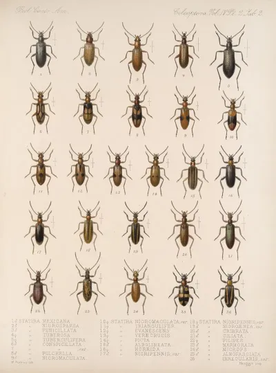 Insecta Coleoptera Pl 120