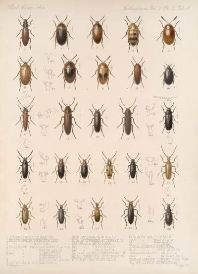 Insecta Coleoptera Pl 122