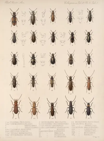 Insecta Coleoptera Pl 123