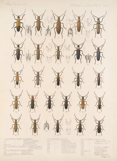 Insecta Coleoptera Pl 124