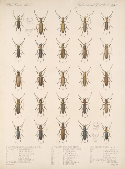 Insecta Coleoptera Pl 125
