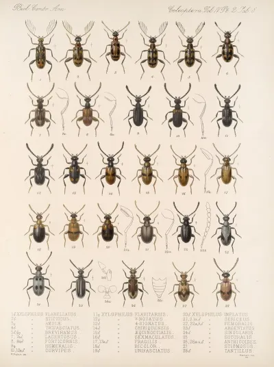 Insecta Coleoptera Pl 126