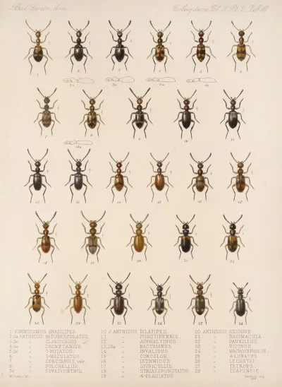 Insecta Coleoptera Pl 128