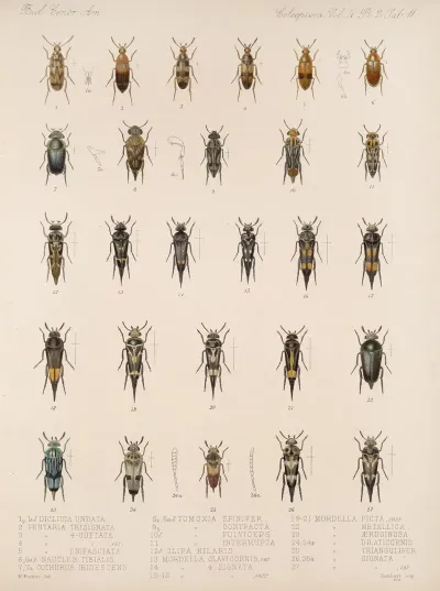 Insecta Coleoptera Pl 129