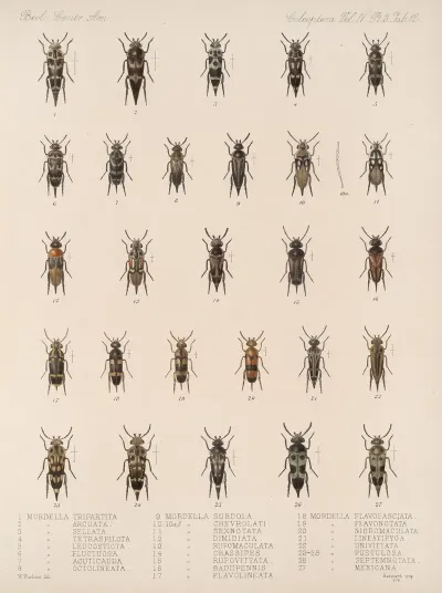 Insecta Coleoptera Pl 130