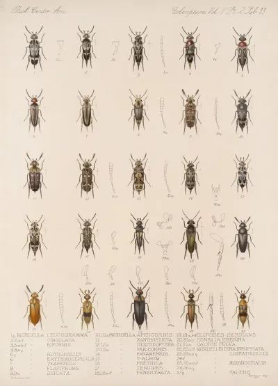 Insecta Coleoptera Pl 131