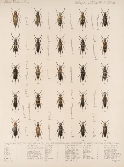 Insecta Coleoptera Pl 132