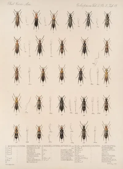 Insecta Coleoptera Pl 133