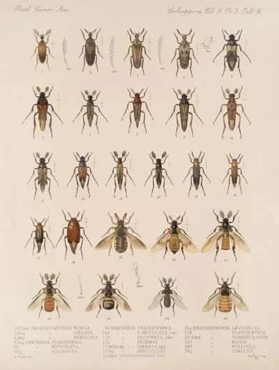 Insecta Coleoptera Pl 134