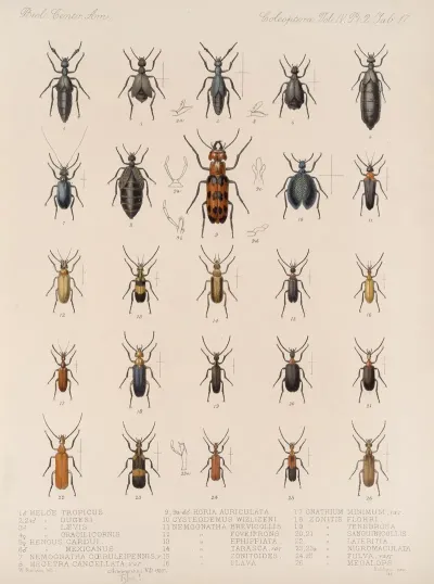 Insecta Coleoptera Pl 135
