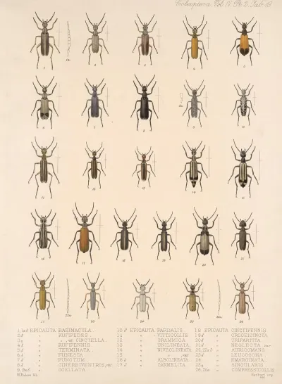 Insecta Coleoptera Pl 137