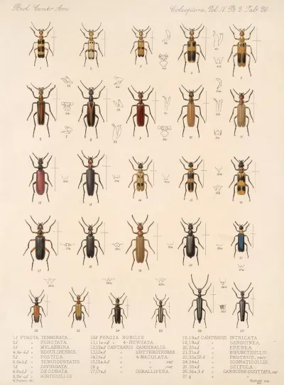Insecta Coleoptera Pl 138
