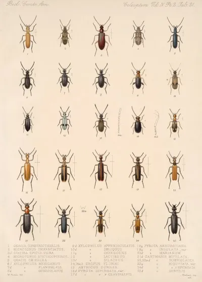 Insecta Coleoptera Pl 139