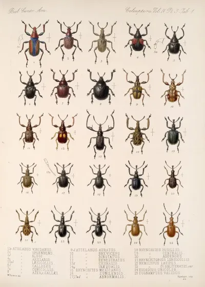 Insecta Coleoptera Pl 140