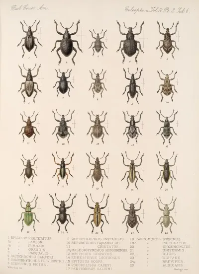 Insecta Coleoptera Pl 145