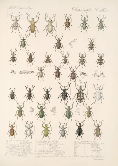 Insecta Coleoptera Pl 146