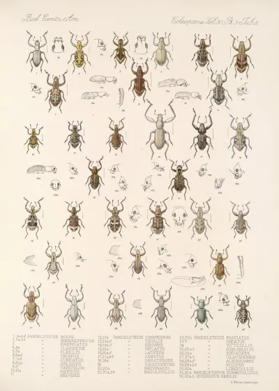 Insecta Coleoptera Pl 147
