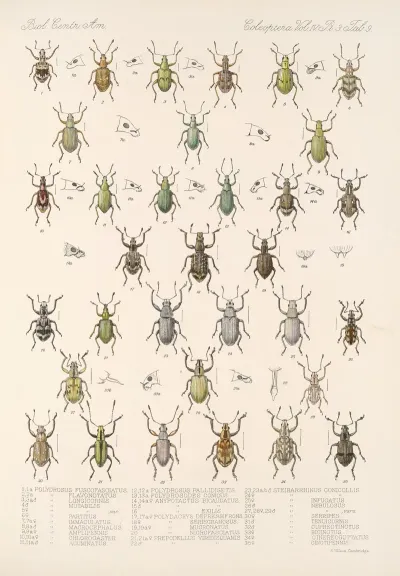 Insecta Coleoptera Pl 148