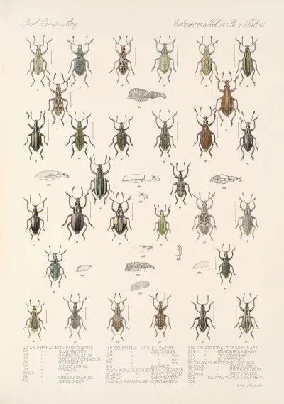 Insecta Coleoptera Pl 151