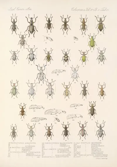 Insecta Coleoptera Pl 152