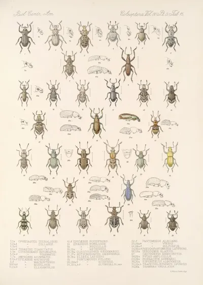 Insecta Coleoptera Pl 154