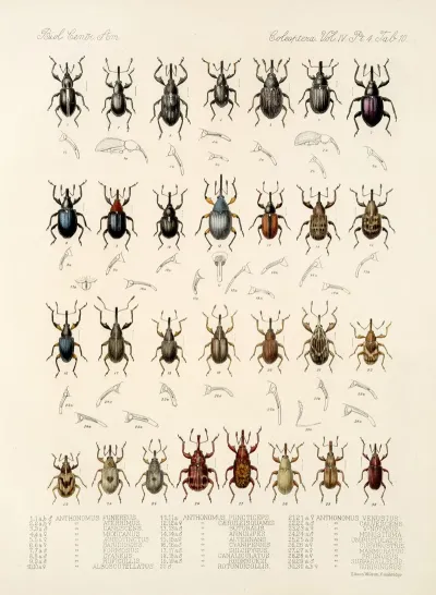 Insecta Coleoptera Pl 155