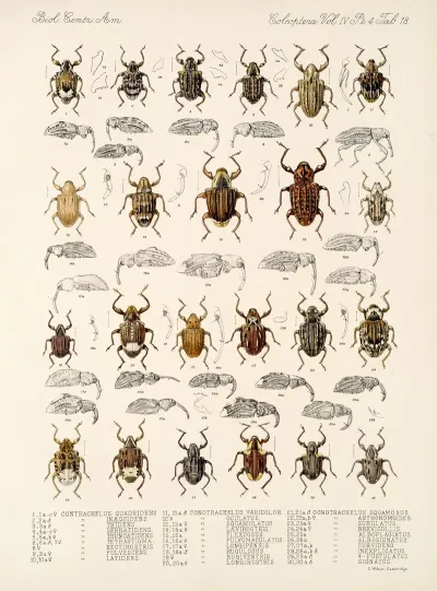 Insecta Coleoptera Pl 157