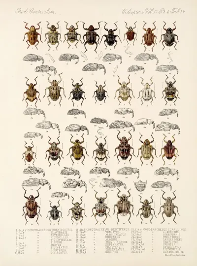 Insecta Coleoptera Pl 158