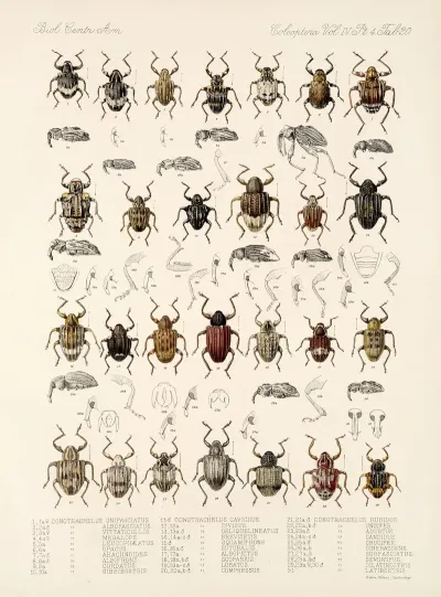 Insecta Coleoptera Pl 159