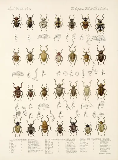 Insecta Coleoptera Pl 160