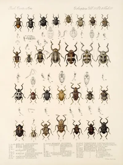Insecta Coleoptera Pl 161