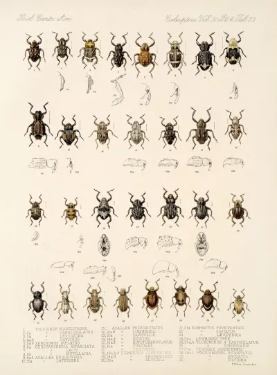 Insecta Coleoptera Pl 162