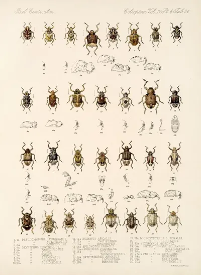 Insecta Coleoptera Pl 163